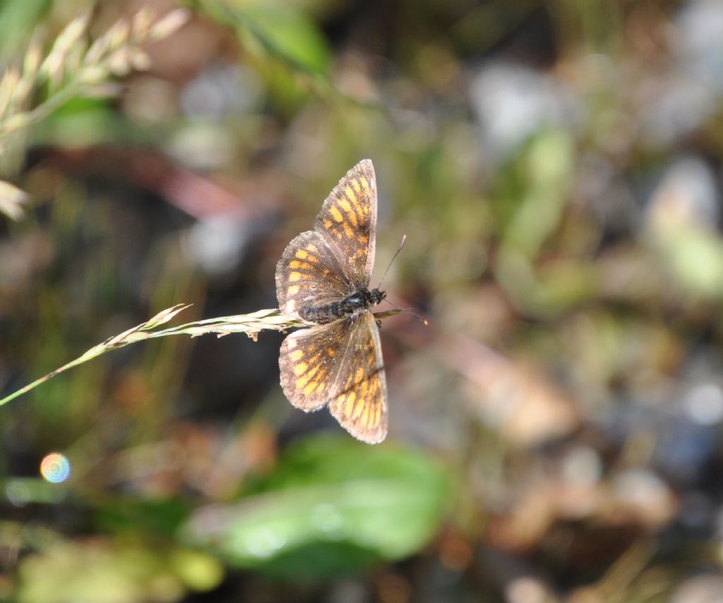 Melitaea celadussa  (Nymphalidae), esemplare 